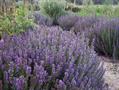 Hyssop